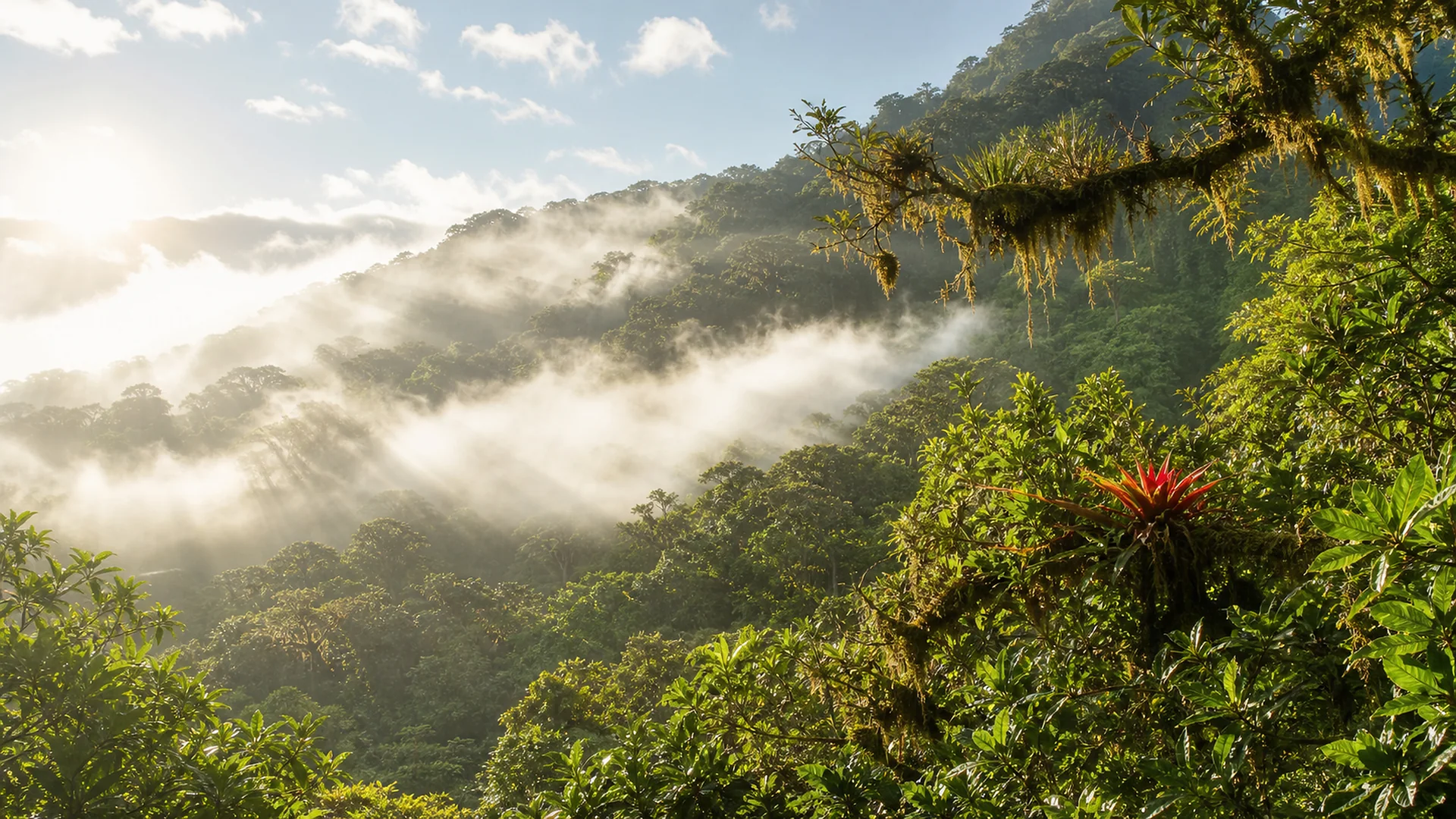 A walking path along the edge of the cloud forest in soft light